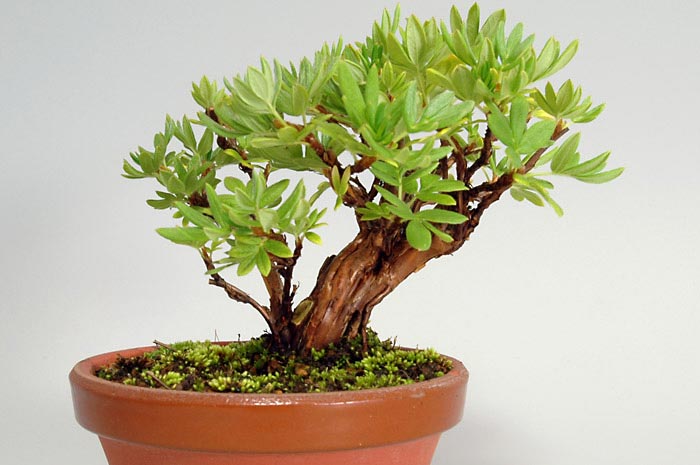 キンロバイ-A（きんろばい・金露梅）花もの盆栽を裏側から見た景色・Potentilla fruticosa bonsai