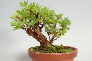 キンロバイ-A（きんろばい・金露梅）盆栽の樹作りの参考樹形・Potentilla fruticosa Best bonsai