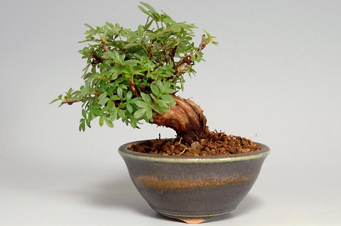 キンロバイB（きんろばい・金露梅）花もの盆栽の販売と育て方・作り方・Potentilla fruticosa bonsai