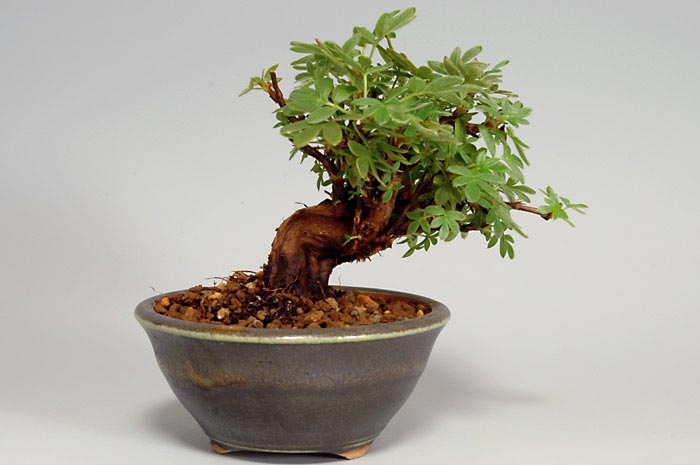 キンロバイB（きんろばい・金露梅）花もの盆栽を裏側から見た景色・Potentilla fruticosa bonsai