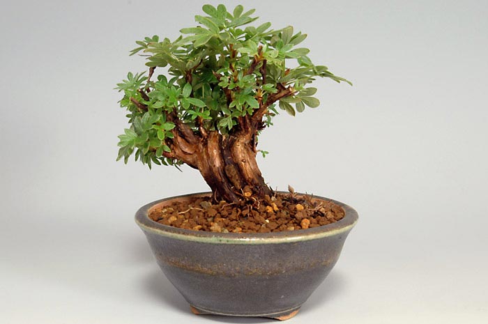 キンロバイB（きんろばい・金露梅）花もの盆栽を左側から見た景色・Potentilla fruticosa bonsai