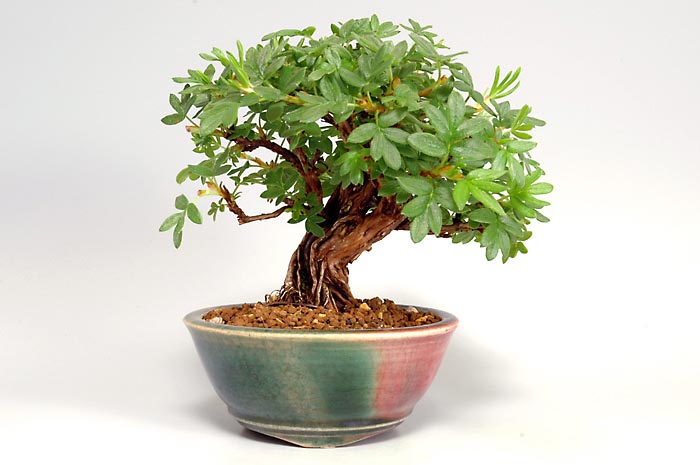 キンロバイC（きんろばい・金露梅）花もの盆栽の販売と育て方・作り方・Potentilla fruticosa bonsai photo