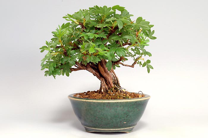 キンロバイC（きんろばい・金露梅）花もの盆栽を裏側から見た景色・Potentilla fruticosa bonsai photo