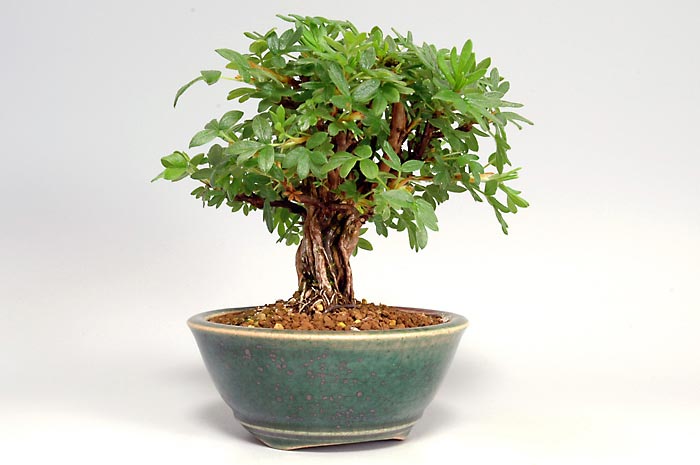 キンロバイC（きんろばい・金露梅）花もの盆栽を左側から見た景色・Potentilla fruticosa bonsai photo