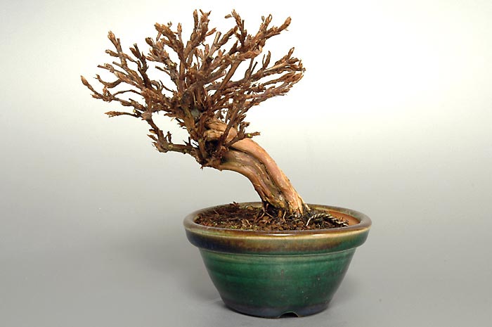 キンロバイF（きんろばい・金露梅）花もの盆栽の販売と育て方・作り方・Potentilla fruticosa bonsai photo