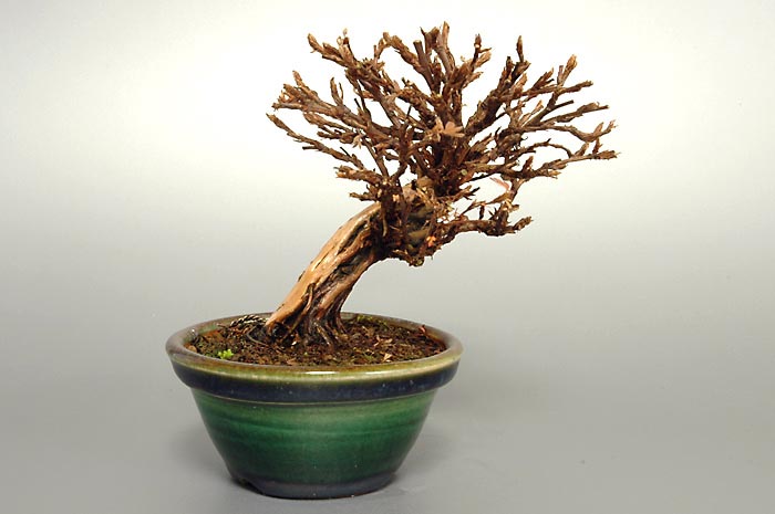 キンロバイF（きんろばい・金露梅）花もの盆栽を裏側から見た景色・Potentilla fruticosa bonsai photo