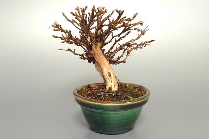 キンロバイF（きんろばい・金露梅）花もの盆栽を右側から見た景色・Potentilla fruticosa bonsai photo