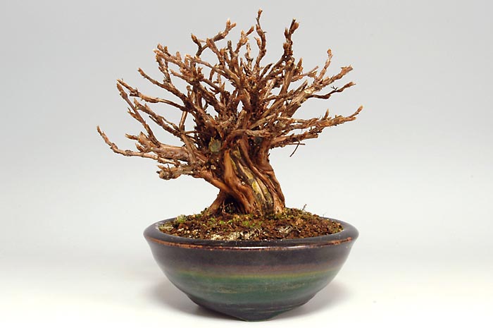 キンロバイG（きんろばい・金露梅）花もの盆栽の販売と育て方・作り方・Potentilla fruticosa bonsai