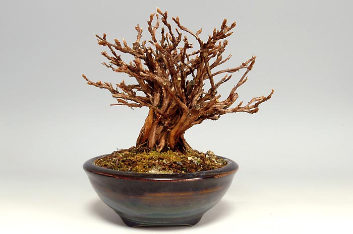 キンロバイG（きんろばい・金露梅）花もの盆栽を裏側から見た景色・Potentilla fruticosa bonsai