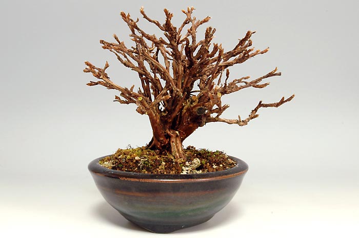 キンロバイG（きんろばい・金露梅）花もの盆栽を左側から見た景色・Potentilla fruticosa bonsai