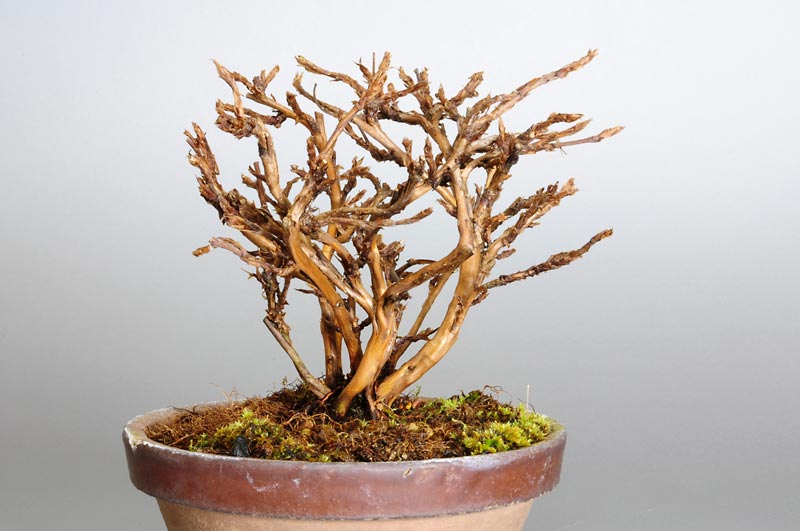 キンロバイI（きんろばい・金露梅）花もの盆栽の販売と育て方・作り方・Potentilla fruticosa bonsai photo
