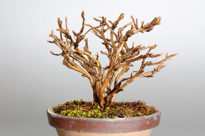 キンロバイI（きんろばい・金露梅）花もの盆栽を右側から見た景色・Potentilla fruticosa bonsai photo