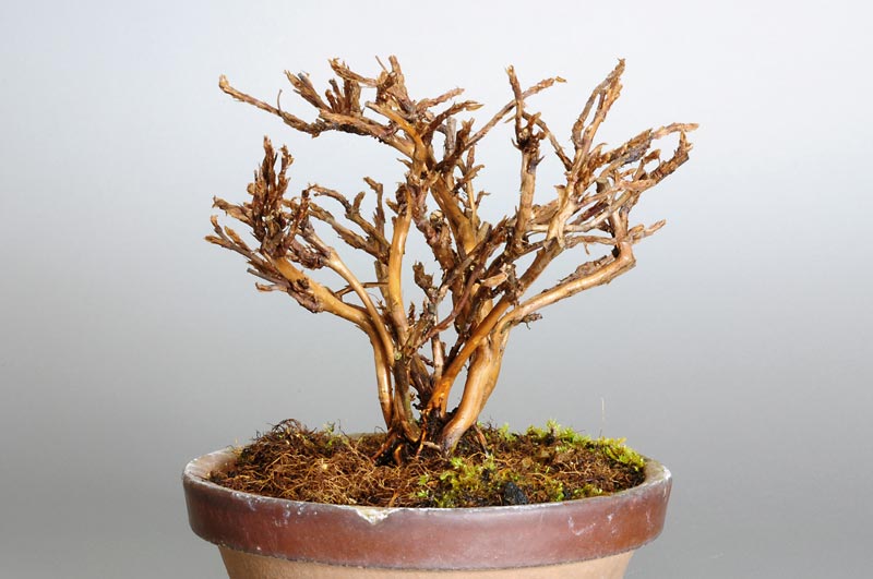 キンロバイI（きんろばい・金露梅）花もの盆栽を左側から見た景色・Potentilla fruticosa bonsai photo