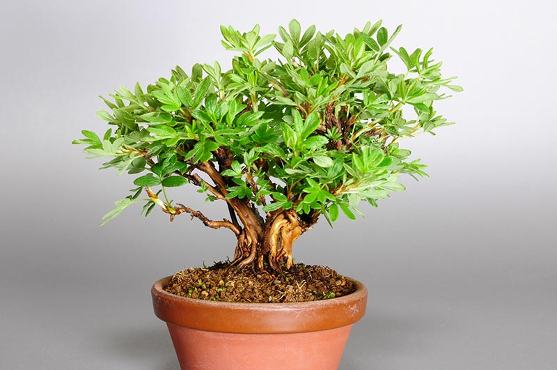 キンロバイJ（きんろばい・金露梅）花もの盆栽の販売と育て方・作り方・Potentilla fruticosa bonsai