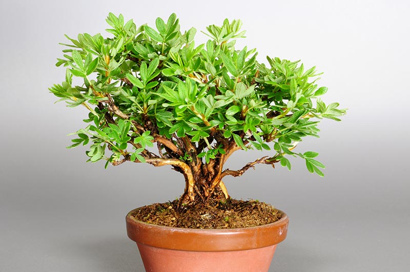 キンロバイJ（きんろばい・金露梅）花もの盆栽を裏側から見た景色・Potentilla fruticosa bonsai