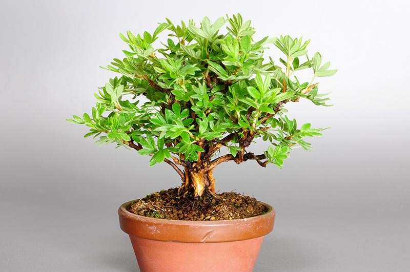 キンロバイJ（きんろばい・金露梅）花もの盆栽を右側から見た景色・Potentilla fruticosa bonsai