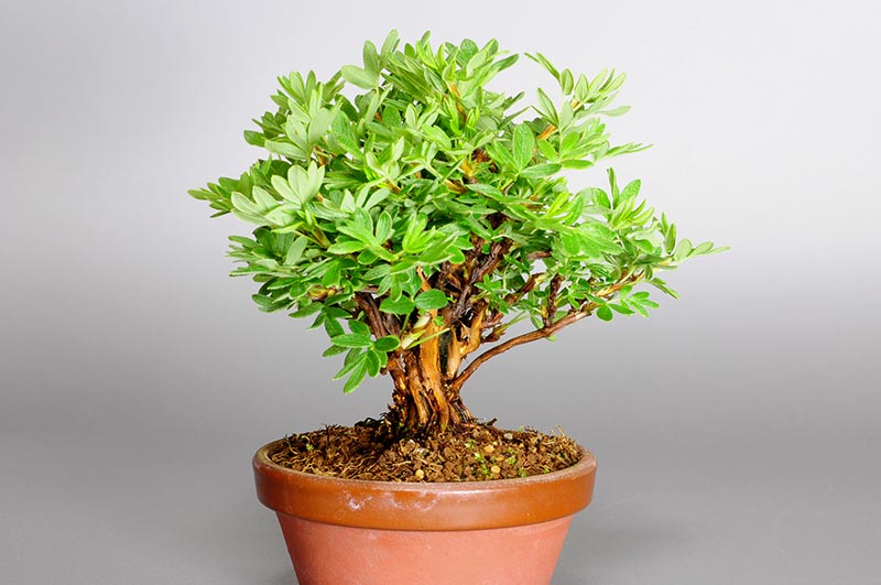 キンロバイJ（きんろばい・金露梅）花もの盆栽を左側から見た景色・Potentilla fruticosa bonsai