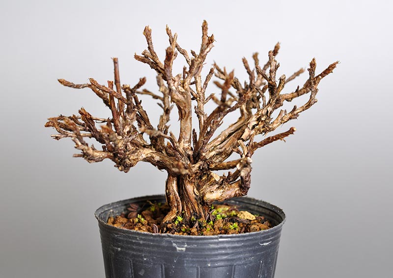 キンロバイK（きんろばい・金露梅）花もの盆栽の販売と育て方・作り方・Potentilla fruticosa bonsai photo