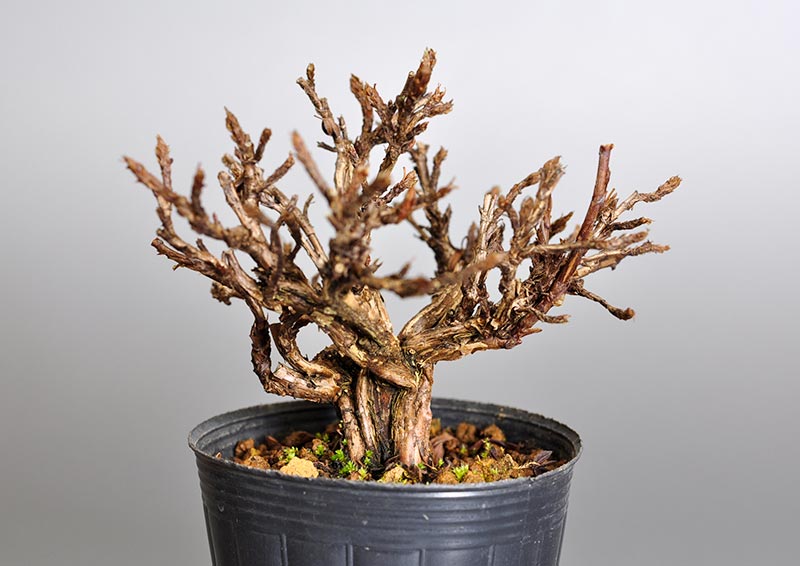 キンロバイK-2（きんろばい・金露梅）花もの盆栽の販売と育て方・作り方・Potentilla fruticosa bonsai photo