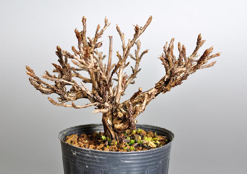 キンロバイK-3（きんろばい・金露梅）花もの盆栽の販売と育て方・作り方・Potentilla fruticosa bonsai photo