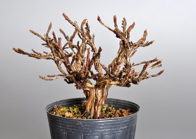 キンロバイK-4（きんろばい・金露梅）花もの盆栽の販売と育て方・作り方・Potentilla fruticosa bonsai photo