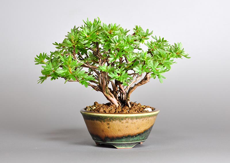 キンロバイL（きんろばい・金露梅）花もの盆栽の販売と育て方・作り方・Potentilla fruticosa bonsai photo
