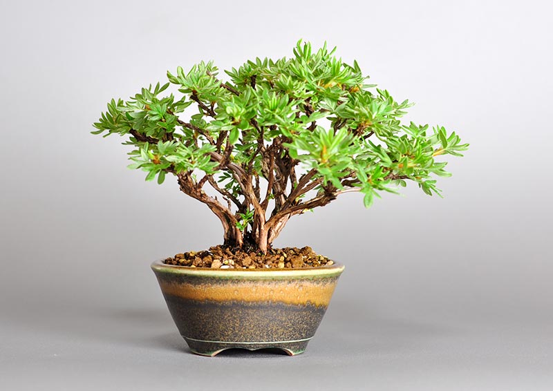 キンロバイL（きんろばい・金露梅）花もの盆栽を裏側から見た景色・Potentilla fruticosa bonsai photo