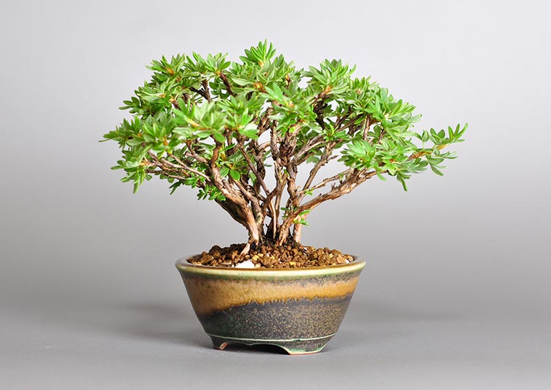 キンロバイL（きんろばい・金露梅）花もの盆栽を右側から見た景色・Potentilla fruticosa bonsai photo