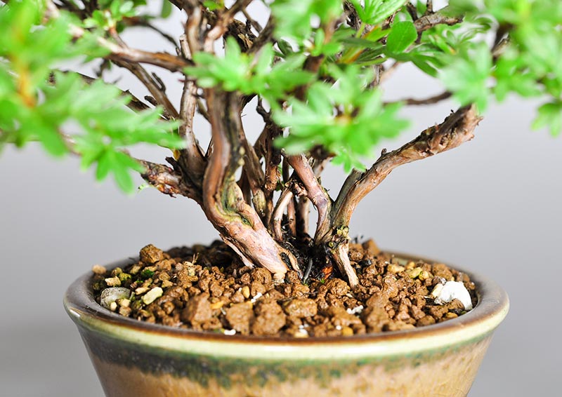 キンロバイL（きんろばい・金露梅）花もの盆栽を別側から見た景色・Potentilla fruticosa bonsai photo