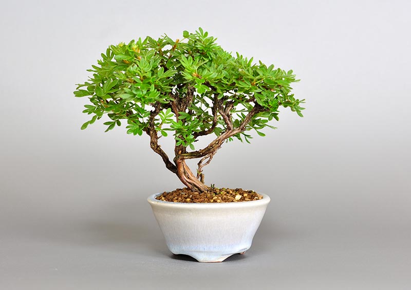 キンロバイM（きんろばい・金露梅）花もの盆栽の販売と育て方・作り方・Potentilla fruticosa bonsai photo