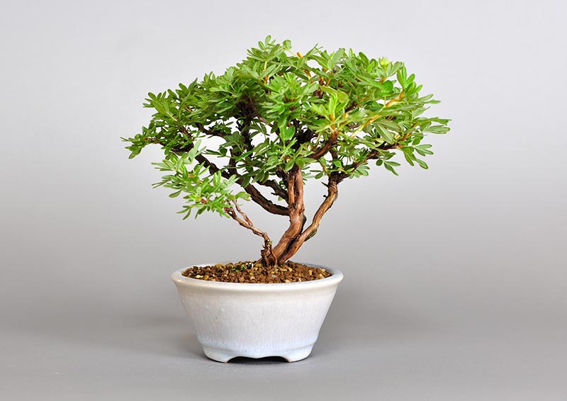 キンロバイM（きんろばい・金露梅）花もの盆栽を裏側から見た景色・Potentilla fruticosa bonsai photo