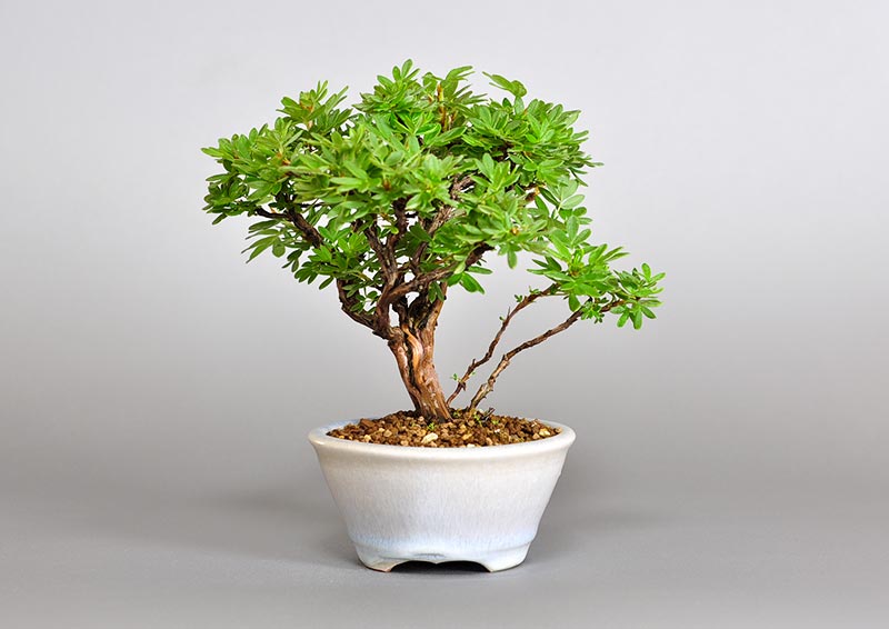 キンロバイM（きんろばい・金露梅）花もの盆栽を右側から見た景色・Potentilla fruticosa bonsai photo