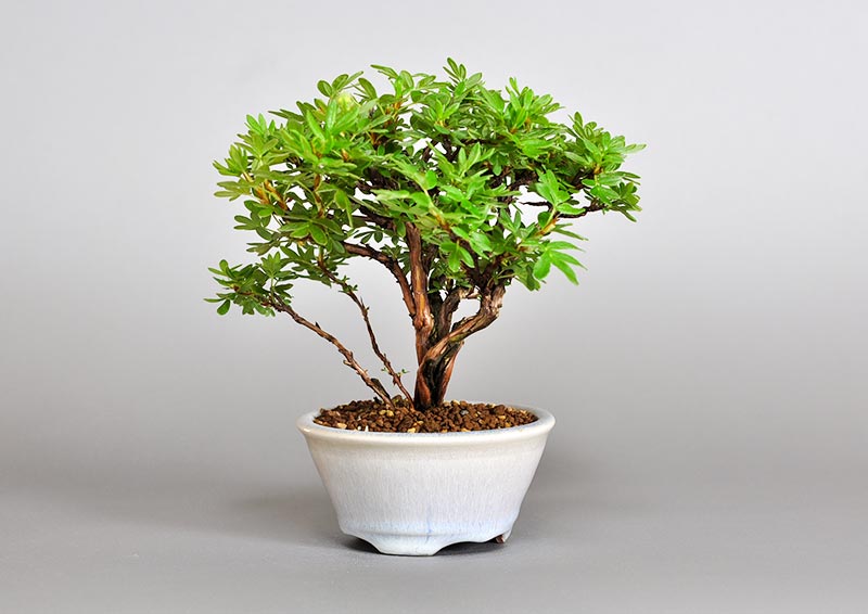 キンロバイM（きんろばい・金露梅）花もの盆栽を左側から見た景色・Potentilla fruticosa bonsai photo