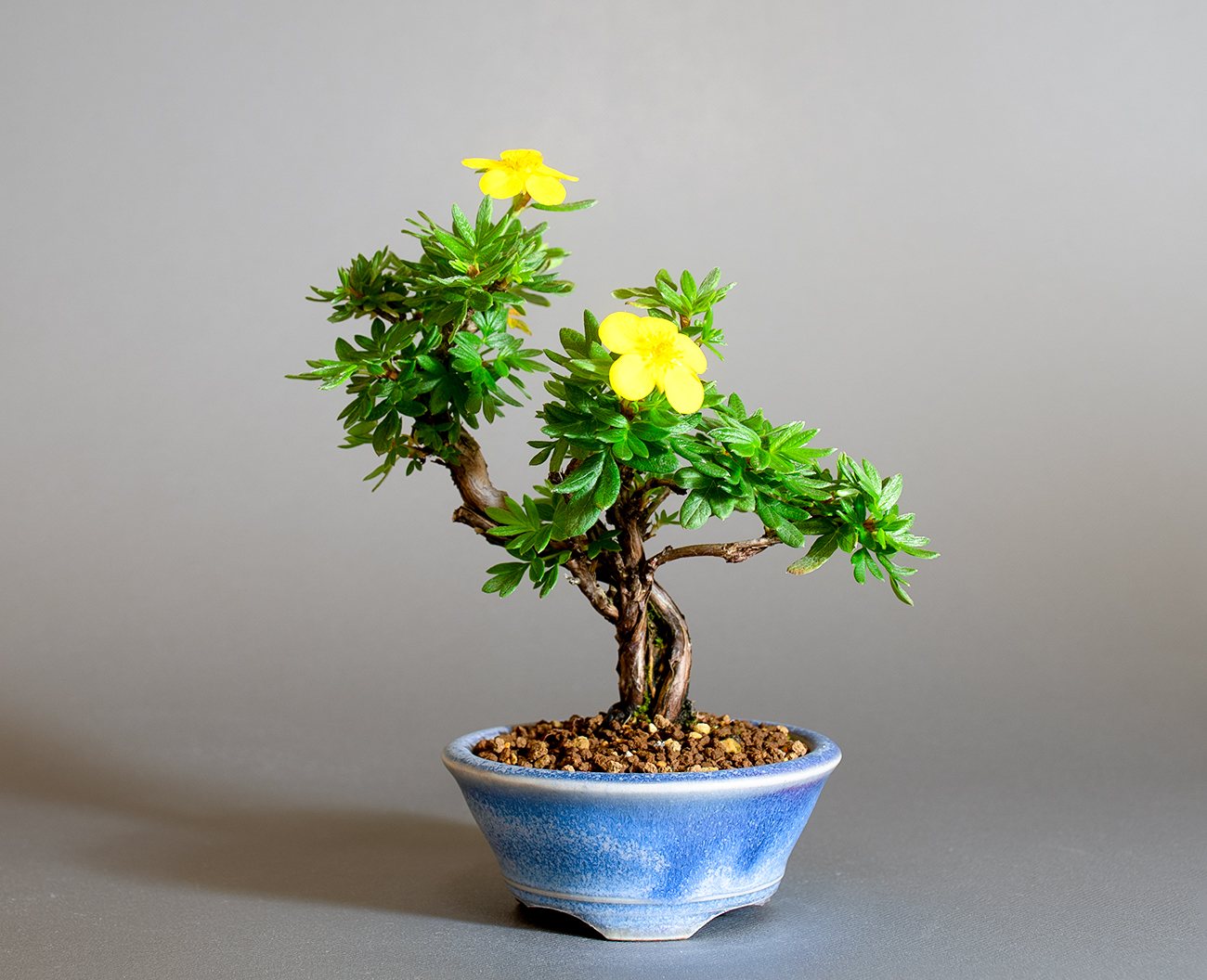 キンロバイ-N（きんろばい・金露梅）花もの盆栽の販売と育て方・作り方・Potentilla fruticosa bonsai