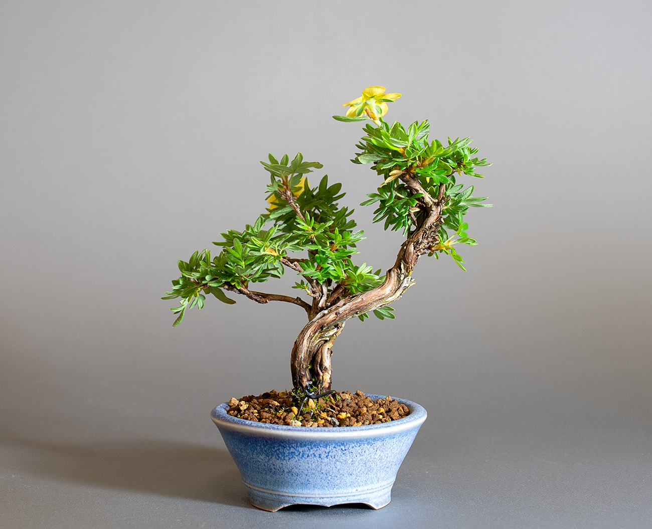 キンロバイ-N（きんろばい・金露梅）花もの盆栽を裏側から見た景色・Potentilla fruticosa bonsai