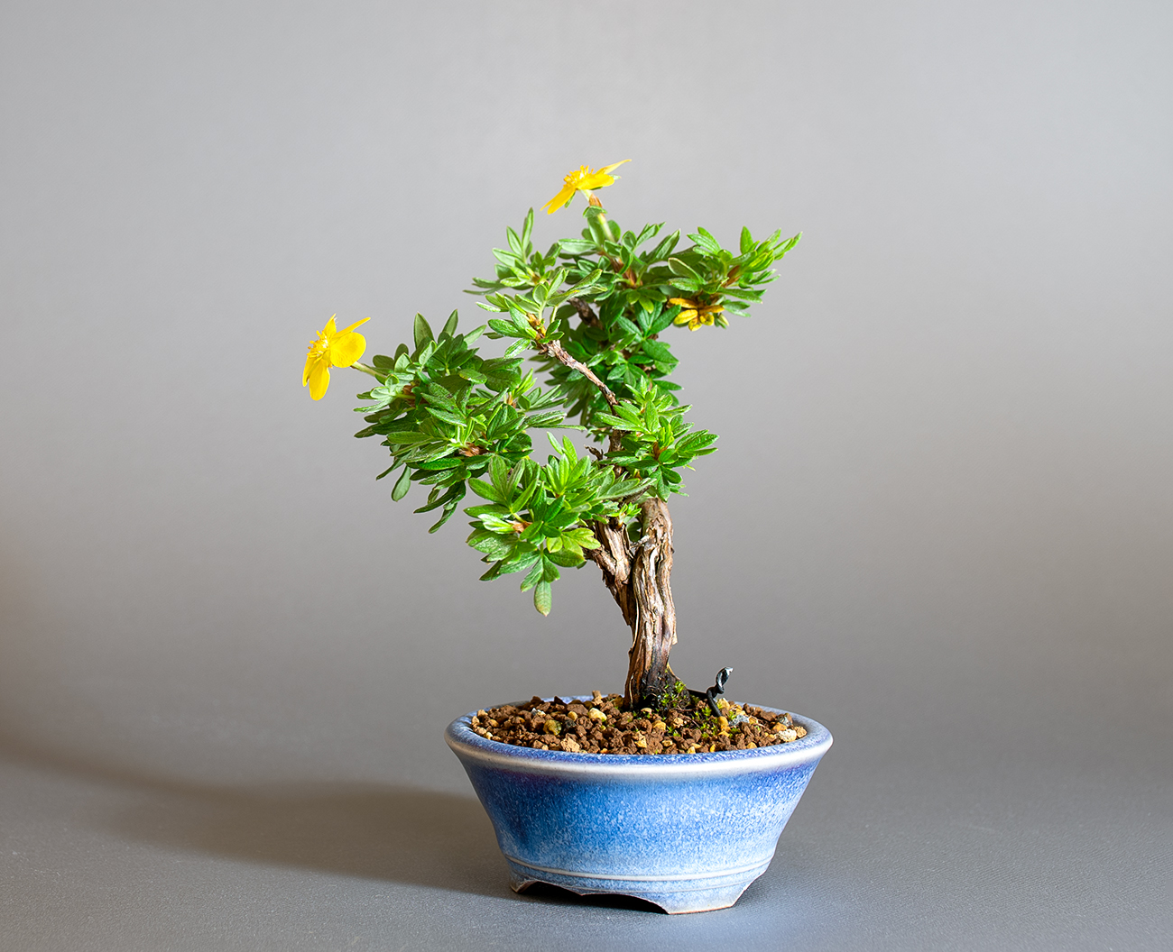 キンロバイ-N（きんろばい・金露梅）花もの盆栽を右側から見た景色・Potentilla fruticosa bonsai