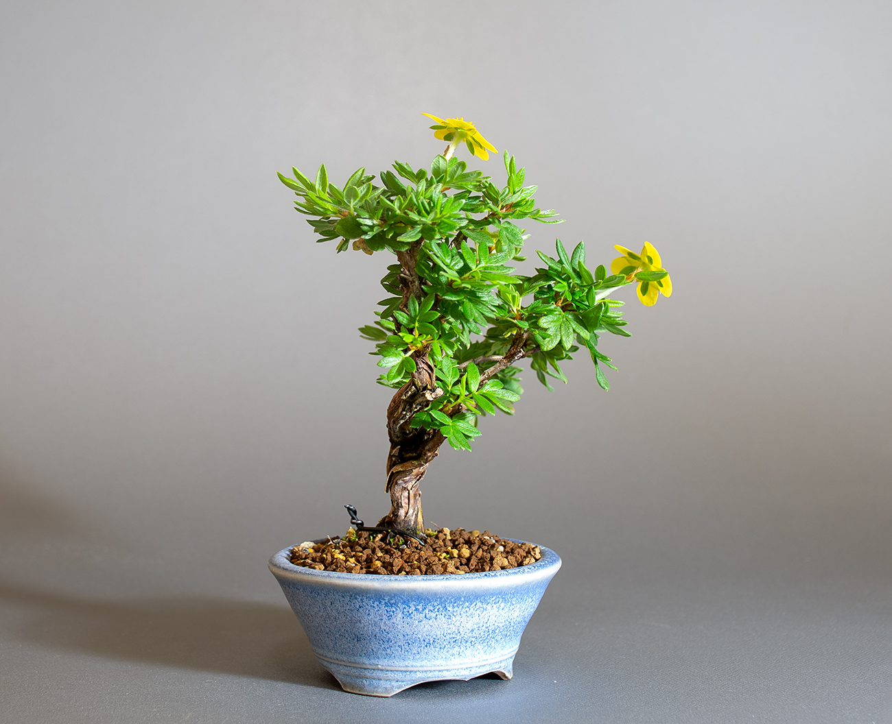 キンロバイ-N（きんろばい・金露梅）花もの盆栽を左側から見た景色・Potentilla fruticosa bonsai