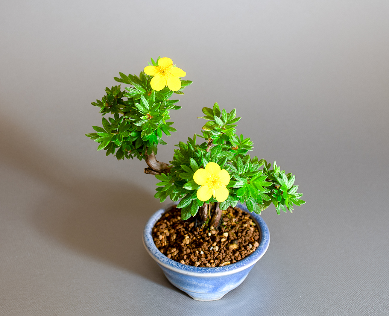 キンロバイ-N（きんろばい・金露梅）花もの盆栽を上側から見た景色・Potentilla fruticosa bonsai