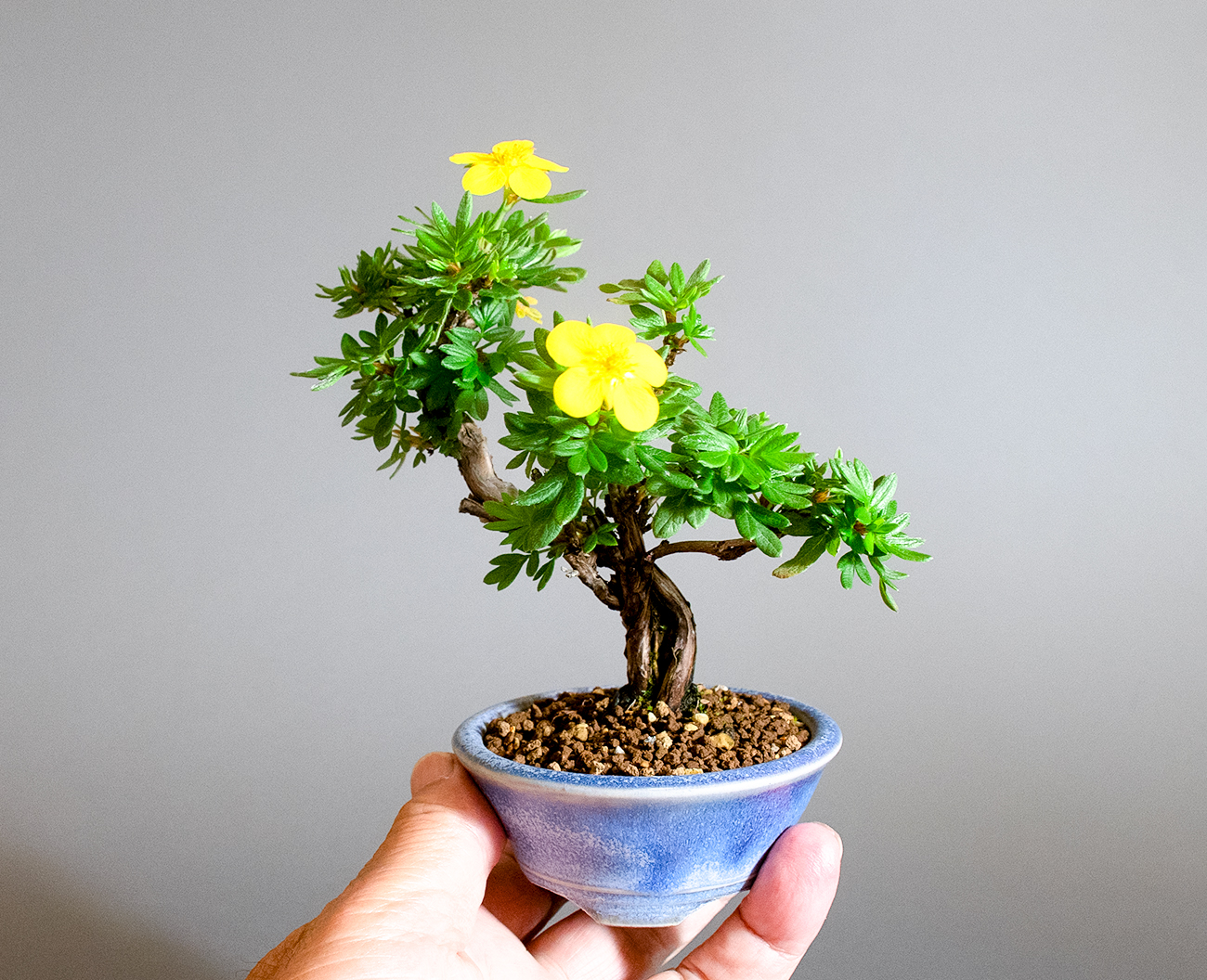キンロバイ-N（きんろばい・金露梅）花もの盆栽の手乗りの景色・Potentilla fruticosa bonsai