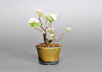コデマリ-A（ふいりこでまり・小手毬）盆栽の樹作りの参考樹形・Spiraea cantoniensis Best bonsai