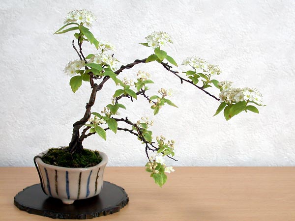 フイリコデマリB（ふいりこでまり・斑入り小手毬）花もの盆栽の販売と育て方・作り方・Spiraea cantoniensis bonsai