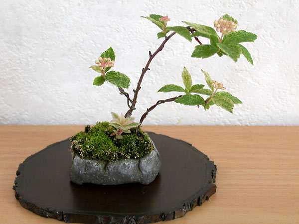 フイリコデマリC（ふいりこでまり・斑入り小手毬）花もの盆栽の販売と育て方・作り方・Spiraea cantoniensis bonsai photo