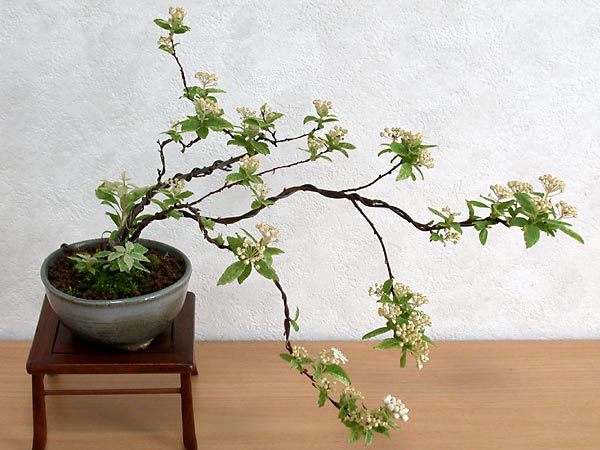 フイリコデマリB（ふいりこでまり・斑入り小手毬）花もの盆栽の販売と育て方・作り方・Spiraea cantoniensis bonsai