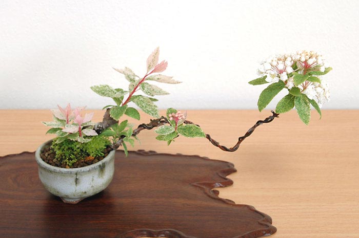 フイリコデマリE（ふいりこでまり・斑入り小手毬）花もの盆栽の販売と育て方・作り方・Spiraea cantoniensis bonsai photo