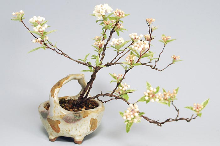 フイリコデマリ-F（ふいりこでまり・斑入り小手毬）花もの盆栽の販売と育て方・作り方・Spiraea cantoniensis bonsai