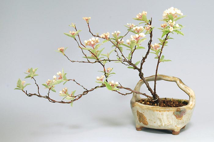 フイリコデマリ-F（ふいりこでまり・斑入り小手毬）花もの盆栽を裏側から見た景色・Spiraea cantoniensis bonsai