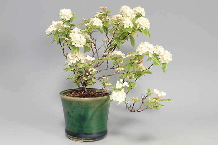 フイリコデマリG（ふいりこでまり・斑入り小手毬）花もの盆栽の販売と育て方・作り方・Spiraea cantoniensis bonsai photo