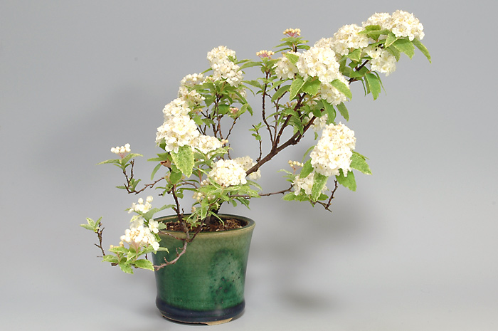 フイリコデマリG（ふいりこでまり・斑入り小手毬）花もの盆栽を右側から見た景色・Spiraea cantoniensis bonsai photo