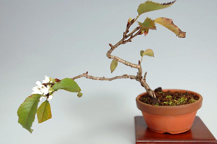 コブクザクラA-1（こぶくざくら・子福桜）花もの盆栽の販売と育て方・作り方・Cerasus 'Kobuku-zakura' bonsai photo