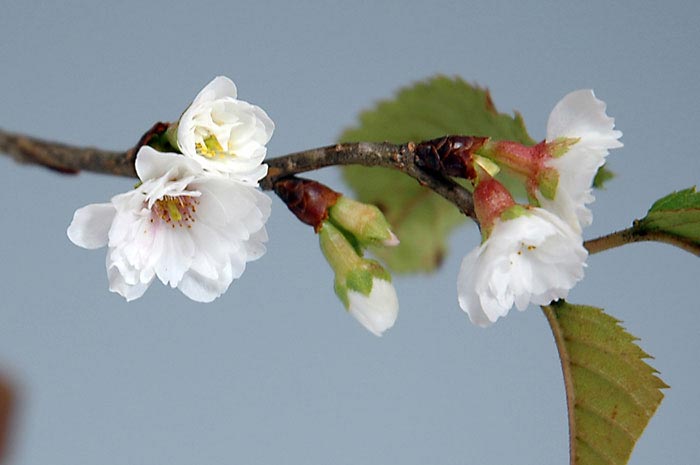 コブクザクラA-1（こぶくざくら・子福桜）花もの盆栽を別側から見た景色・Cerasus 'Kobuku-zakura' bonsai photo